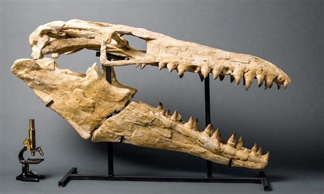 mosasaur skull for sale